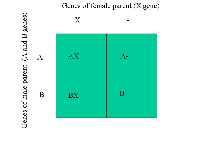 A Punnett Diagram Or Punnett Square For Determining The Mating
